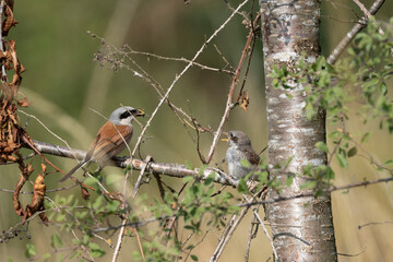 Neuntöter (Laius collurio) oder Rotrückenwürger