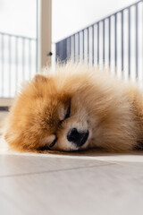 Portrait of a cute, fluffy small pomeranian puppy dog lying and sleeping on the floor in a modern apartment. Feeling tired or bored. Pets indoors, home, lifestyle. Purebred dog.