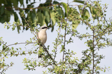 Neuntöter (Laius collurio) oder Rotrückenwürger