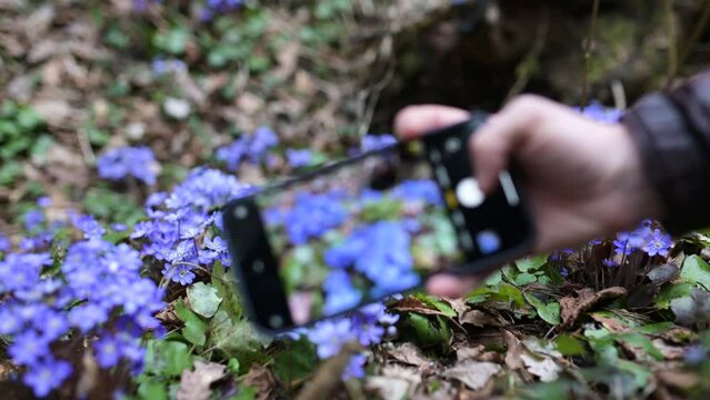 Close-up view of hand with cell phone making photo of blooming hepatica flowers