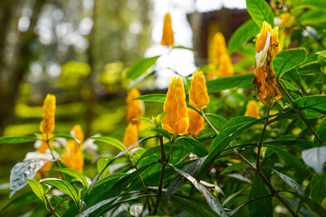 Pachystachys lutea, known as the golden shrimp plant or lollipop plant