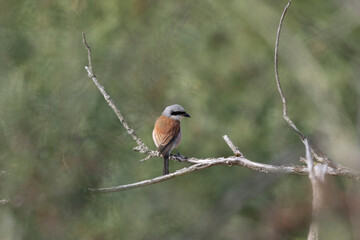 Neuntöter (Laius collurio) oder Rotrückenwürger