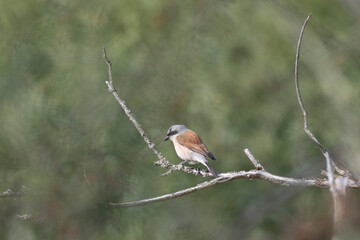 Neuntöter (Laius collurio) oder Rotrückenwürger