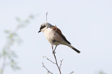 Neuntöter (Laius collurio) oder Rotrückenwürger