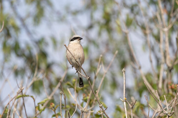 Neuntöter (Laius collurio) oder Rotrückenwürger