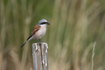 Obraz premium Neuntöter (Laius collurio) oder Rotrückenwürger