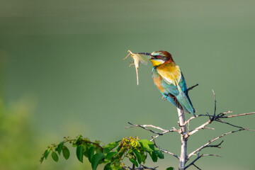 bee-eater
