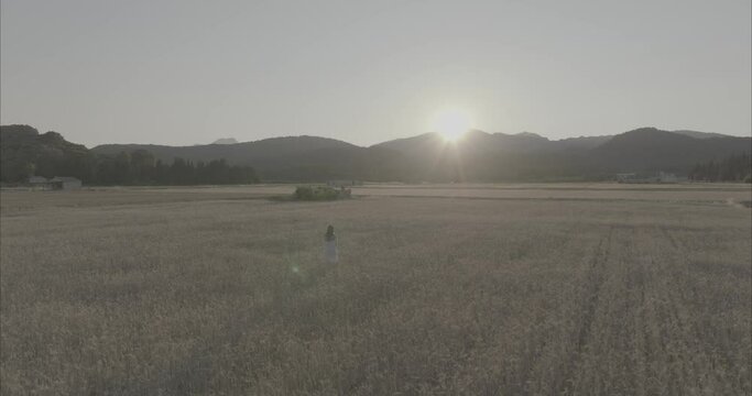 Chica andando por atardecer por el campo de trigo ( log footage )