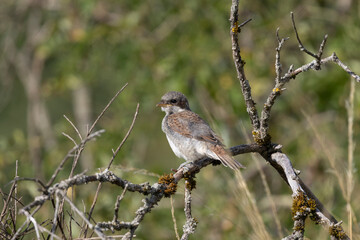 Neuntöter (Laius collurio) oder Rotrückenwürger