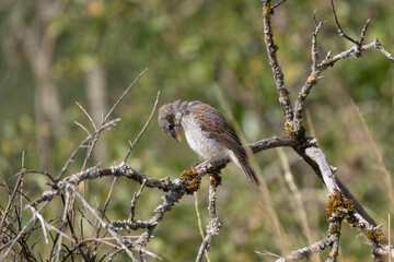 Neunt&ouml;ter (Laius collurio) oder Rotr&uuml;ckenw&uuml;rger