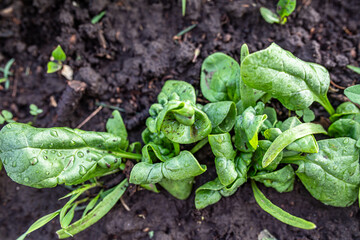 damaged spinach leaves in an organic garden bed. The infestation by pests results in leaf deformation and the appearance of spots on the leaves.