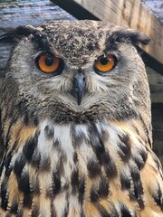 Obraz premium great horned owl