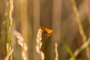 Schwarzkolbiger Braundickkopf (Thymelicus lineola)