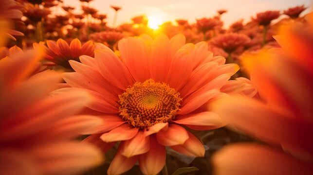 Gerbera, daisy, beautiful orange flower on field. Generative AI
