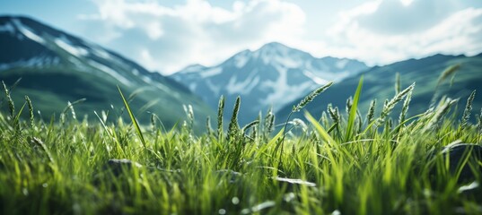 Obraz na płótnie Canvas Close up meadow with snow mountain peak background. Generative AI technology.