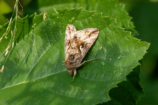 Gammaeule (Autographa gamma), auch Pistoleneule