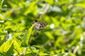 Kleiner Schillerfalter (Apatura ilia)