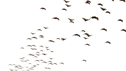 group of swarming bats isolated on transparent background
 - obrazy, fototapety, plakaty