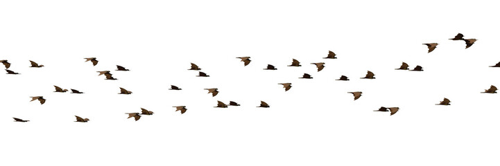 group of swarming bats isolated on transparent background banner
