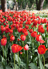 Tulips at the XI Tulip Festival. Yelagin island. Saint Petersburg. Russia