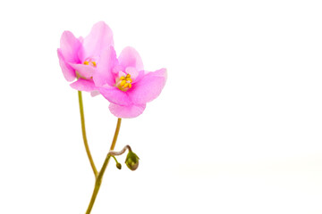 Naklejka na ściany i meble pink flower isolated on white