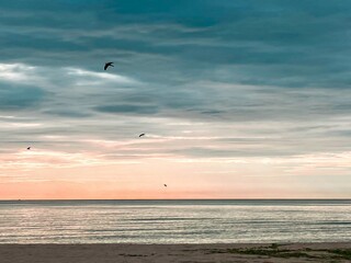 Plakat seagulls on the beach