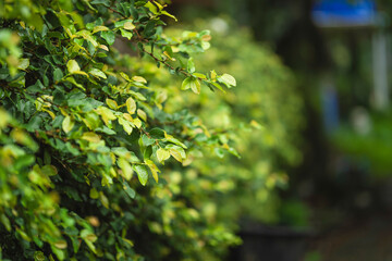Hedge of Dreams