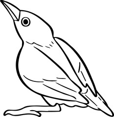 hand drawn bird illustration.