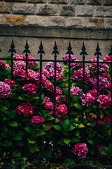 Foto de unas flores rosas y moradas en Francia.