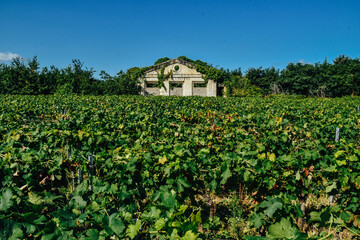 Fototapeta na wymiar Foto de las viñas en el pueblo de Saint-Emilion, Francia.