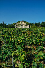 Fototapeta na wymiar Foto de las viñas en Saint-Emilion, Francia.
