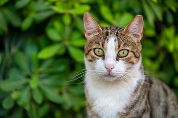 Fototapeta premium Gray fluffy striped cat sitting at outdoor home. Purebred fur cat portrait with green eyes looking at camera. photo of cute adorable pet
