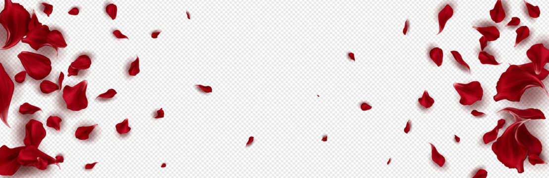 red petals background