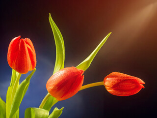 Bouquet of red tulips on dark black background. Decorative flowers for a present to a woman or wife. Blue smoke in the background. Light and airy look.