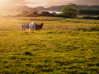 Obraz premium Horses running at sunset in a meadow. Selective focus. Stunning animals in a green pasture. Calm and relaxing mood. Soft light glow. Dramatic sky. Nature background.