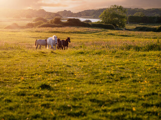 Fototapeta na wymiar Horses running at sunset in a meadow. Selective focus. Stunning animals in a green pasture. Calm and relaxing mood. Soft light glow. Dramatic sky. Nature background.