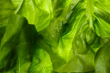 Juicy lettuce green leaf glowing with light. Organic produce for a simple salad. Vegetarian food.
