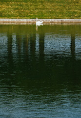 Foto del cisne en el lago de los jardines en el Castillo de Villandry, Francia.