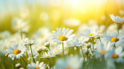 Fototapeta na wymiar Many meadow chamomile on sunny soft blurred background in morning sunlight