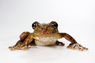 Hispaniolan giant tree frog // Haiti-Riesenlaubfrosch,(Osteopilus vastus)