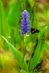 Silver Spotted Skipper on Pontederia cordata (Butterfly on Flower)