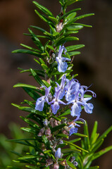 Sydney Australia, purple flowers of salvia rosmarinus also known as rosemary