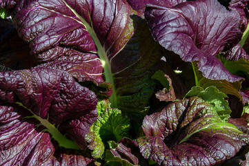 Sydney Australia,  close-up of leaves of a giant red mustard plant 