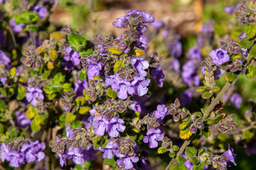 Sydney Australia, prostanthera stricta, commonly known as Mount Vincent mint bush an australian native plant