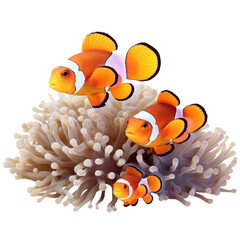 Fototapeta na wymiar clownfish family on soft coral isolated on transparent background cutout , generative ai