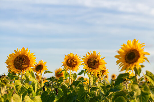 Sunlight over crop of sunflowers - Helianthus Annuus