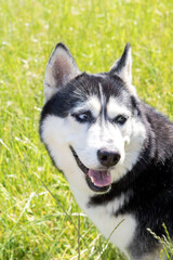 photo Siberian husky in the park looking sideways