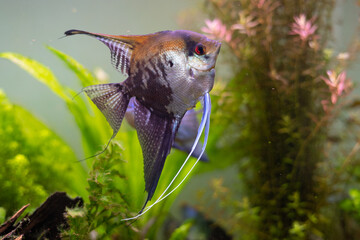 Neon angelfish in the aquarium