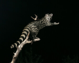 Jineta sorprendida en una calurosa noche de verano