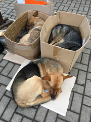 Homeless dogs sleeping in cardboard boxes on the sidewalk.